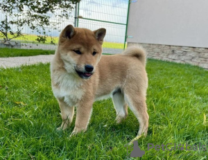 Photo №1. shiba inu - for sale in the city of Beltra | Is free | Announcement № 84444
