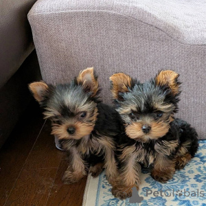 Photo №1. yorkshire terrier - for sale in the city of Leipzig | negotiated | Announcement № 172897