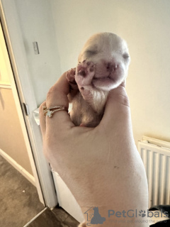 Photo №3. Very beautiful Xs Pomeranian Pomeranian puppies. United States