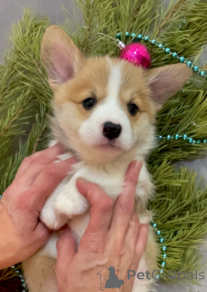 Photo №1. non-pedigree dogs - for sale in the city of Irkutsk | 609$ | Announcement № 142479