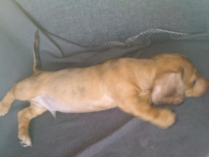 Photo №4. I will sell dachshund in the city of Dnipro. breeder - price - 110$