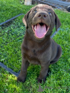 Photo №4. I will sell labrador retriever in the city of Munich. private announcement, breeder - price - negotiated