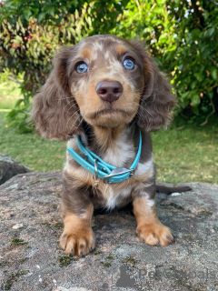 Photo №2 to announcement № 158003 for the sale of dachshund - buy in Germany private announcement
