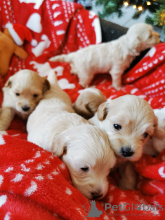 Photo №2 to announcement № 132177 for the sale of  - buy in Switzerland 