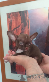 Photo №2 to announcement № 20554 for the sale of chihuahua - buy in Spain private announcement