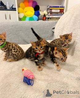 Photo №1. bengal cat - for sale in the city of Essenbach | 361$ | Announcement № 172299