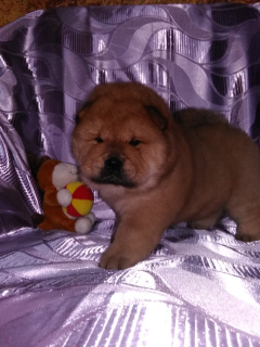 Photo №3. Chow Chow girl. Russian Federation