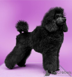 Photo №1. poodle (toy) - for sale in the city of Belgrade | negotiated | Announcement № 93603