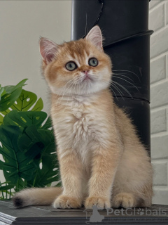 Photo №2 to announcement № 175096 for the sale of british shorthair - buy in Germany breeder