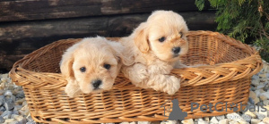 Photo №2 to announcement № 114851 for the sale of poodle (dwarf) - buy in Serbia 