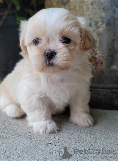 Photo №1. shih tzu - for sale in the city of Chelyabinsk | 317$ | Announcement № 105515