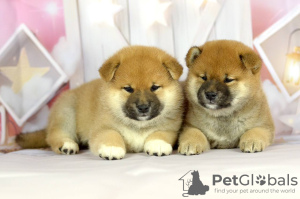 Photo №1. shiba inu - for sale in the city of Minsk | negotiated | Announcement № 40518