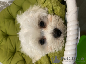 Photo №4. I will sell maltese dog in the city of Бердянск.  - price - 300$