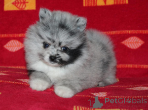 Photo №1. pomeranian - for sale in the city of Eindhoven | negotiated | Announcement № 167191