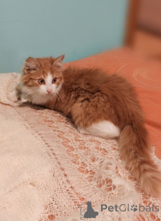 Photo №4. I will sell  in the city of Moscow river. private announcement - price - Is free