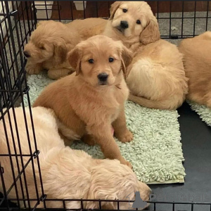 Photo №1.  - for sale in the city of Barsena de Sisero | negotiated | Announcement № 160317