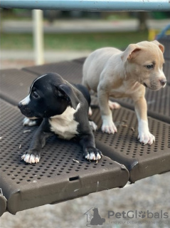 Photo №1. american staffordshire terrier - for sale in the city of Särkisalo | Is free | Announcement № 129086