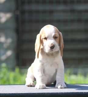 Additional photos: An aristocrat girl looking for a mump. Beagle