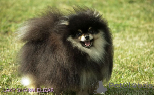 Photo №3. Pomeranian Spitz. Germany