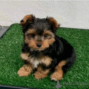 Photo №1. yorkshire terrier - for sale in the city of Yerevan | Is free | Announcement № 87449
