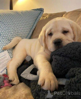 Photo №2 to announcement № 157019 for the sale of labrador retriever - buy in Germany from the shelter, breeder
