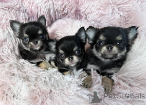 Photo №1. chihuahua - for sale in the city of Big Bend | negotiated | Announcement № 154730
