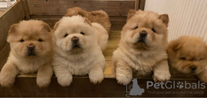 Photo №1. chow chow - for sale in the city of Helsinki | 359$ | Announcement № 65567