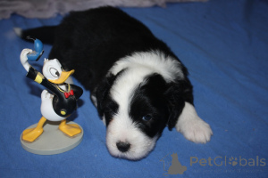 Photo №3. Bearded Collie puppies. France