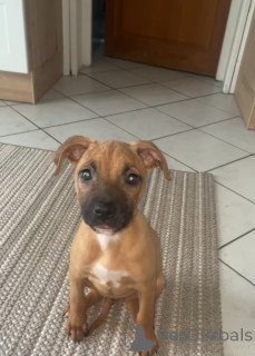 Photo №1. non-pedigree dogs - for sale in the city of Thourotte | 235$ | Announcement № 136590