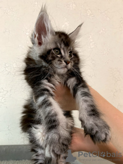 Photo №3. The Maine Coon cattery offers a purebred kitten.. Russian Federation