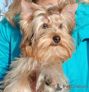 Photo №2 to announcement № 26417 for the sale of yorkshire terrier - buy in Germany private announcement