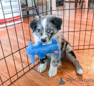 Photo №1. border collie - for sale in the city of Bucharest | Is free | Announcement № 109535