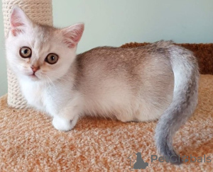 Photo №1. munchkin - for sale in the city of Damüls | 361$ | Announcement № 171174