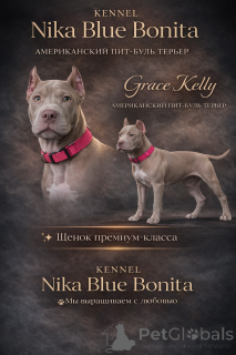 Photo №1. american pit bull terrier - for sale in the city of Baku | 1400$ | Announcement № 163974