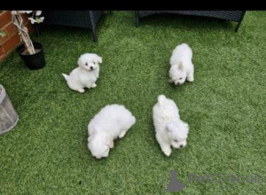 Photo №1. maltese dog - for sale in the city of Murcia | negotiated | Announcement № 176386