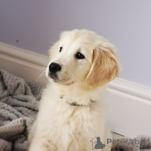 Photo №3. Vaccinated Golden Retriever Puppies available now for sale. Germany