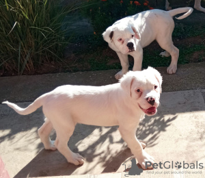 Additional photos: American bulldog