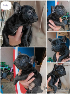 Photo №1. french bulldog - for sale in the city of Zrenjanin | negotiated | Announcement № 100247