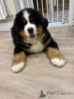Photo №3. Purebred Bernese Mountain Dog Puppies with Champion Bloodlines!. Germany