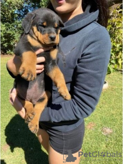 Photo №1. rottweiler - for sale in the city of Effretikon | 424$ | Announcement № 129180