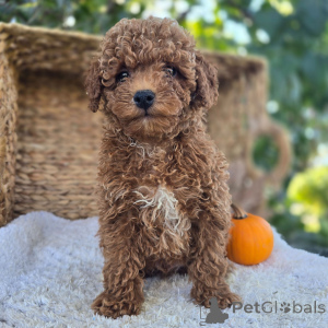 Photo №1. poodle (toy) - for sale in the city of Berlin | 500$ | Announcement № 178437
