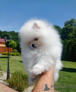 Additional photos: pomeranian