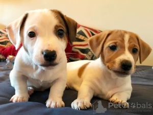 Photo №1. jack russell terrier - for sale in the city of London | 423$ | Announcement № 86236
