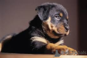 Photo №4. I will sell rottweiler in the city of Halle (Saale).  - price - negotiated