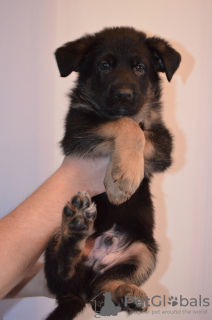 Additional photos: German shepherd puppies