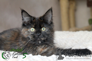 Photo №2 to announcement № 42987 for the sale of maine coon - buy in Russian Federation private announcement, from nursery, breeder