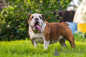 Photo №2 to announcement № 11694 for the sale of english bulldog - buy in Russian Federation breeder