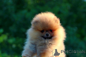 Photo №3. Puppies Pomeranian Boo, a miniature spitz puppies. Serbia