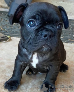 Photo №2 to announcement № 128694 for the sale of french bulldog - buy in Germany private announcement