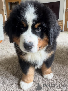 Photo №2 to announcement № 162030 for the sale of bernese mountain dog - buy in United States 
